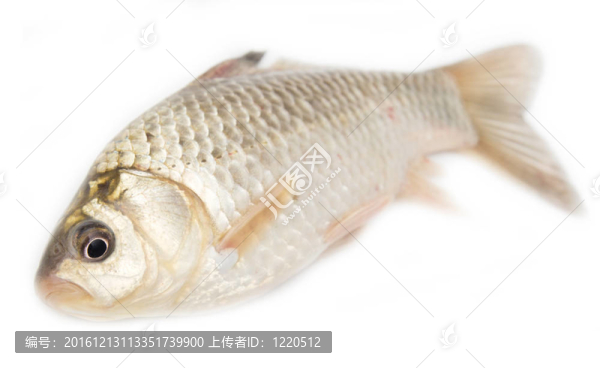 白背鯽