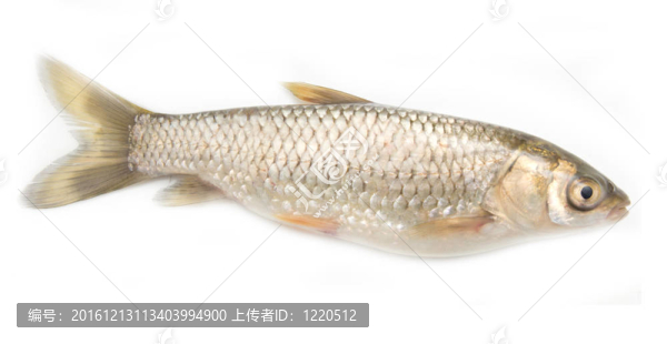 白草魚(yú)