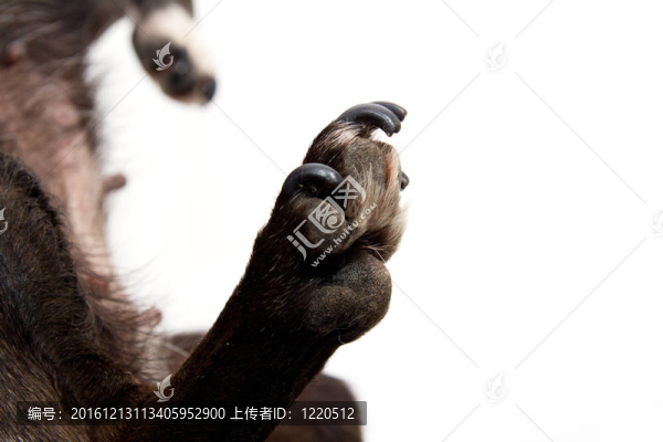 白底黑爪子