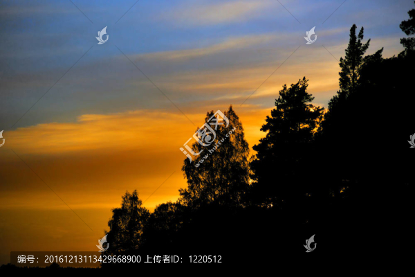 橙色天空上的樹
