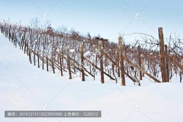 托斯卡納：wineyard冬季