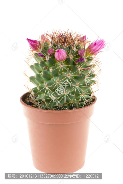 花盆里美麗的仙人掌花