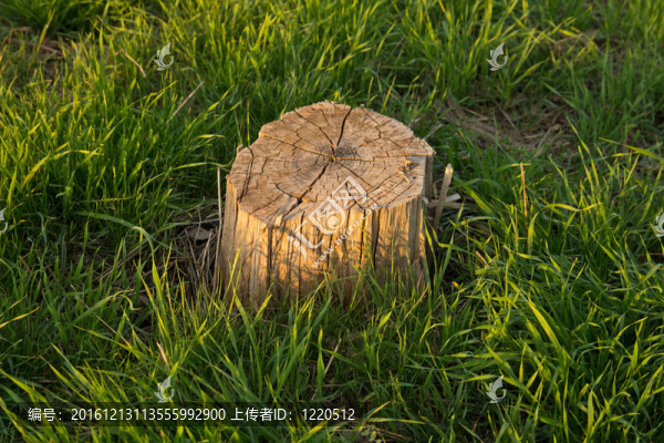 在一棵美麗的綠草上，一棵樹上的樹樁