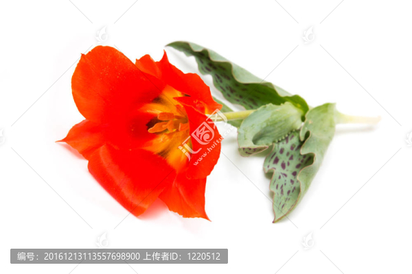 白色背景上的野生郁金香