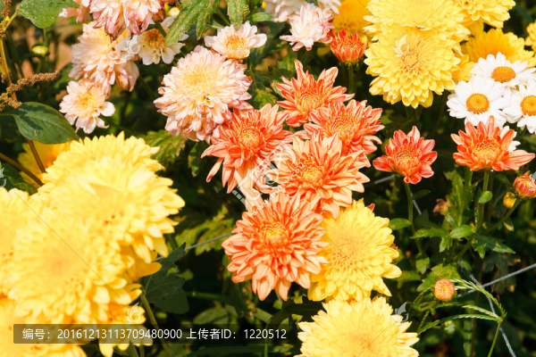 菊花之美