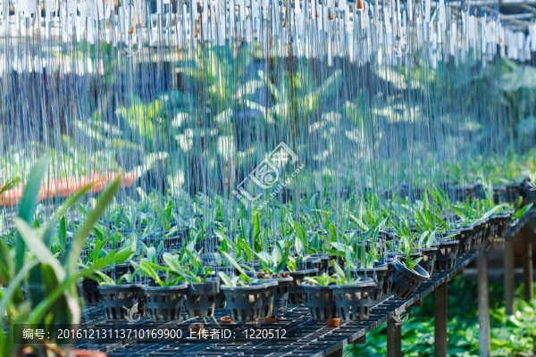 盆栽植物