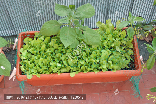 陽臺上蔬菜園種植的新鮮綠色沙拉