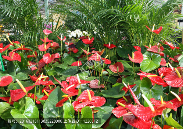 在苗圃中鮮花花店銷售spatifilum