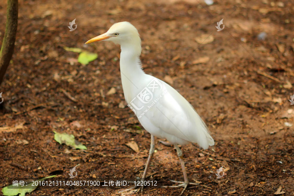 白鸛