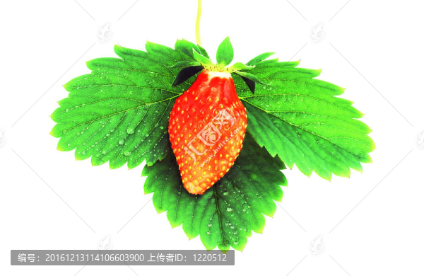 Strawberry在床單上