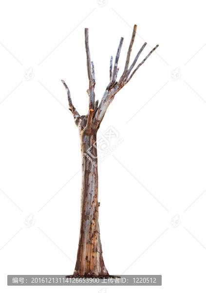 白底樹(shù)
