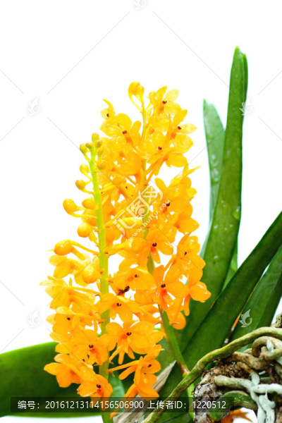 黃色的蘭花