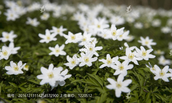 牡丹花