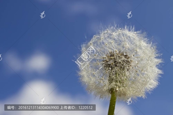 蒲公英
