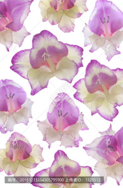 唐菖蒲
