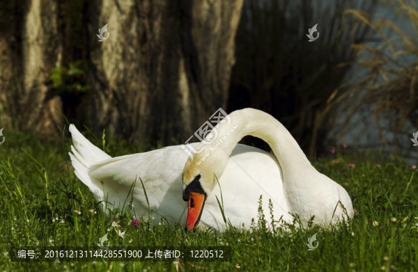 草叢中的天鵝