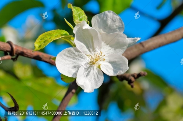 蘋果樹的花