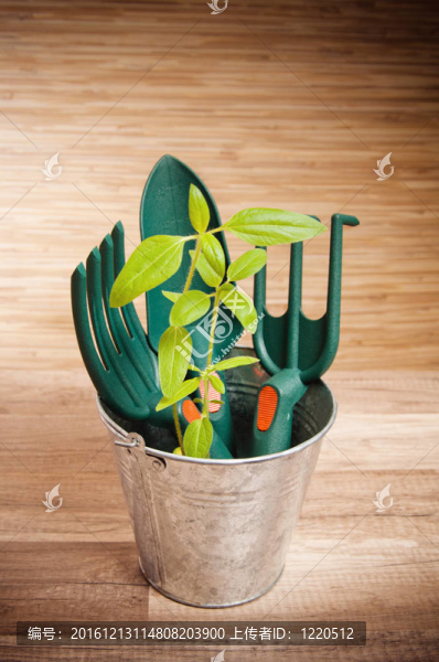 新鮮藥草與園藝工具