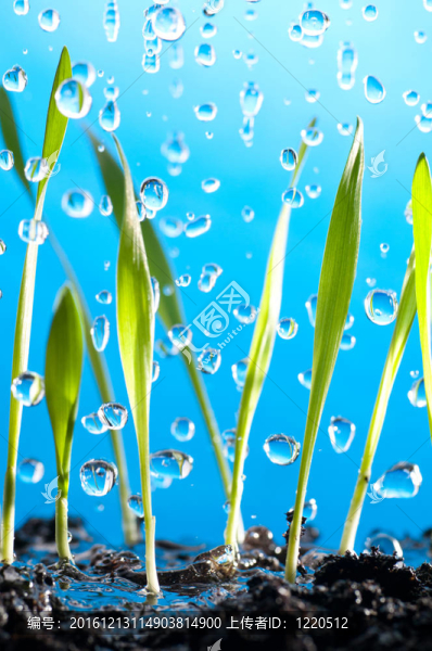 草和雨