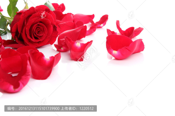 紅玫瑰