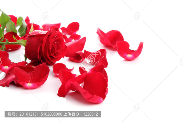 紅玫瑰