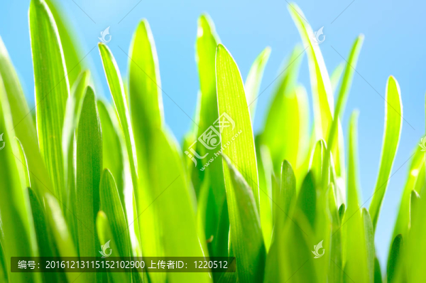 綠草如茵的天空背景