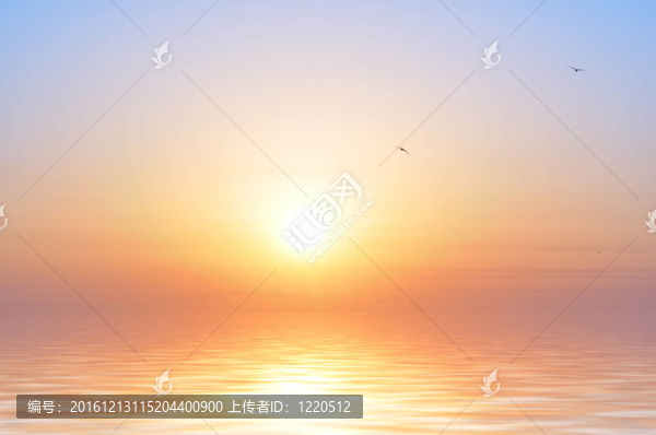 海洋日出和鳥類