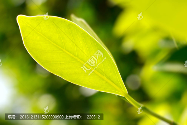 綠葉特寫(xiě)圖片
