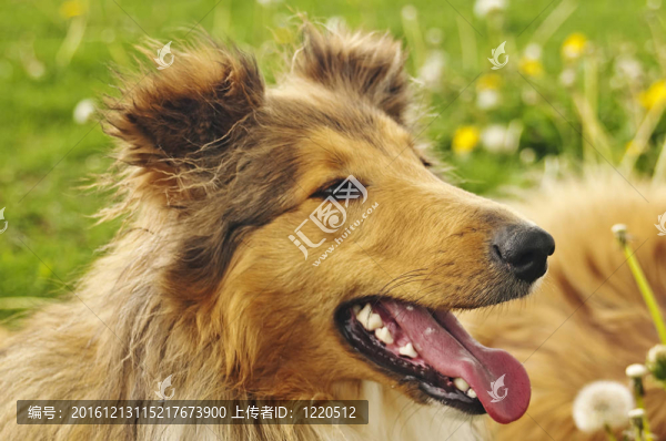 牧羊犬