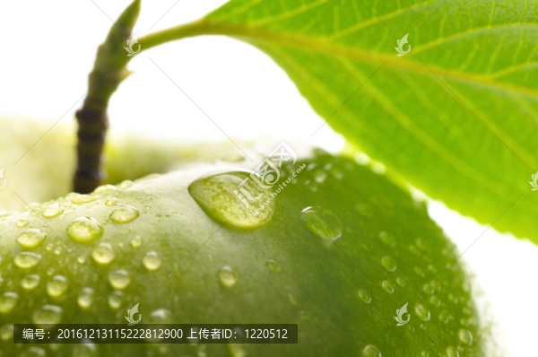 鮮綠色濕蘋(píng)果葉