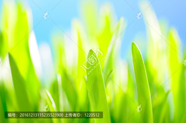 綠草如茵的天空背景