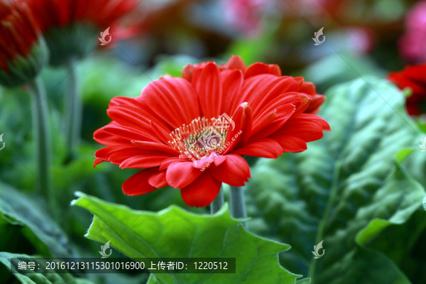 捷豹大紅（Gerbera,daisy）