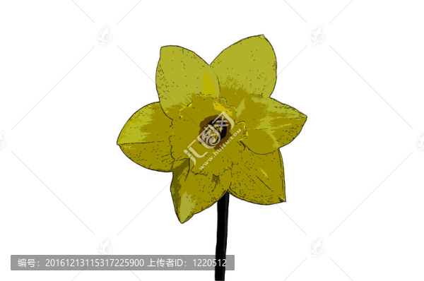 水仙的花