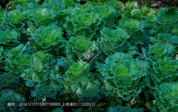 溫室上的綠色卷心菜