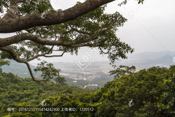 中國(guó)叢林；海南島