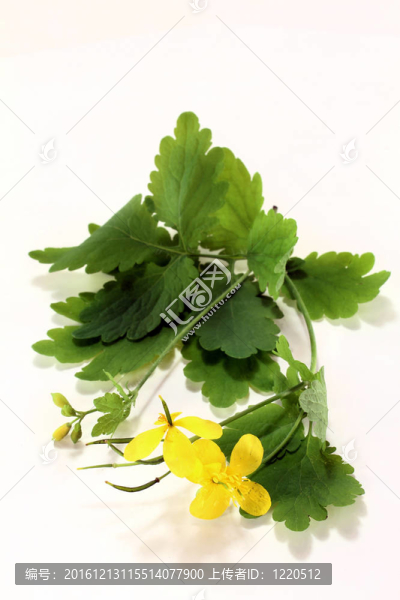 白屈菜