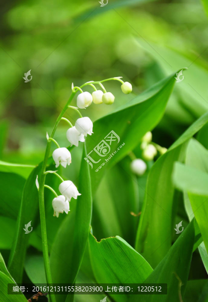 山谷的莉莉（鈴蘭）