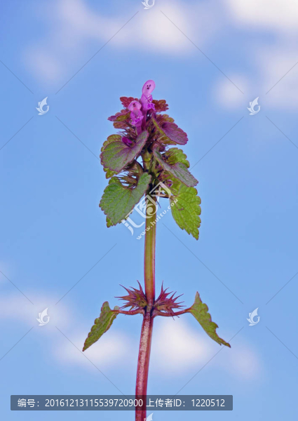 Red,Deadnettle（Lamium象草）
