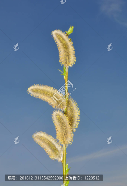 柳花