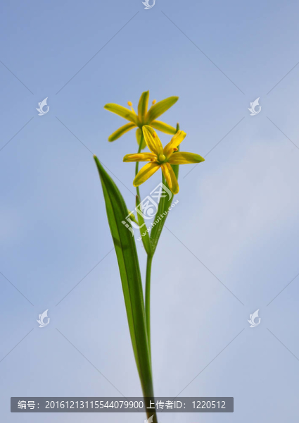 伯利恒黃星（Gagea,lutea）