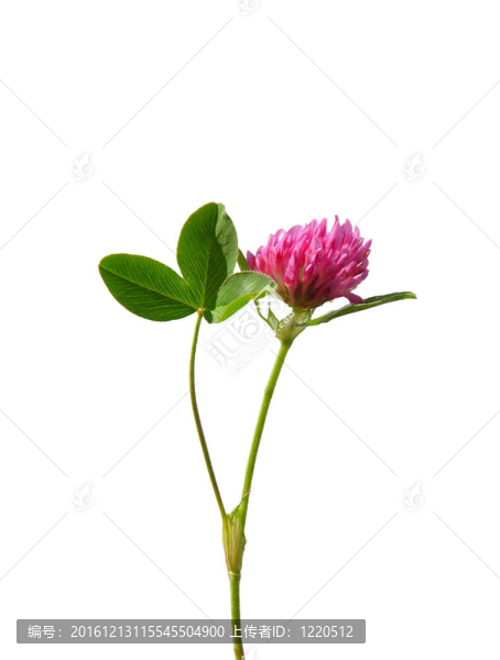 紅車軸草（Trifolium,pratense）