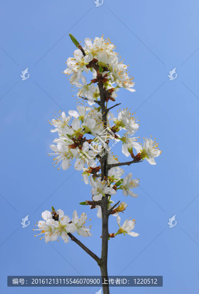 黑刺李（Prunus,spinosa）