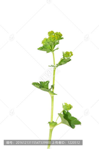 夫人的地幔（小菜花）