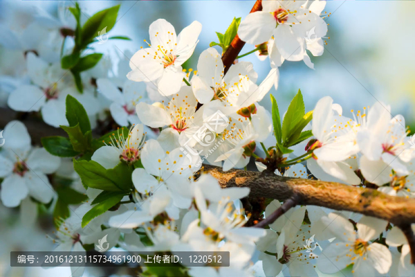春天的花