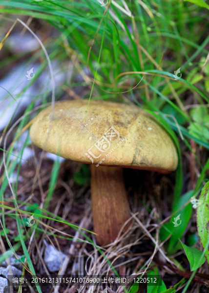 森林蘑菇