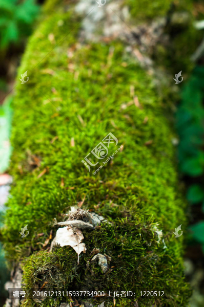 青苔的樹