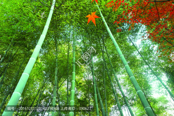 竹林秋韻
