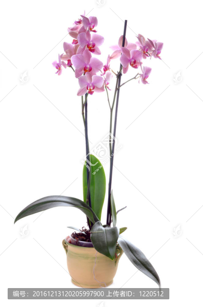 Orchidea
