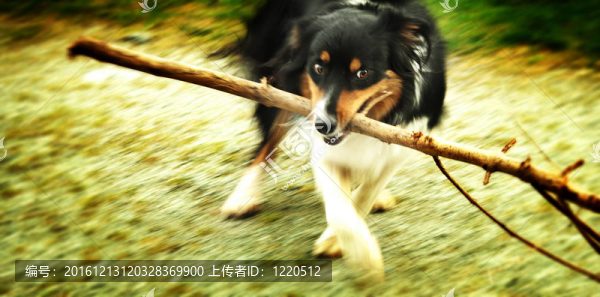 大樹(shù)枝狗