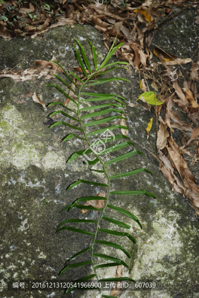 藥用植物蜈蚣藤